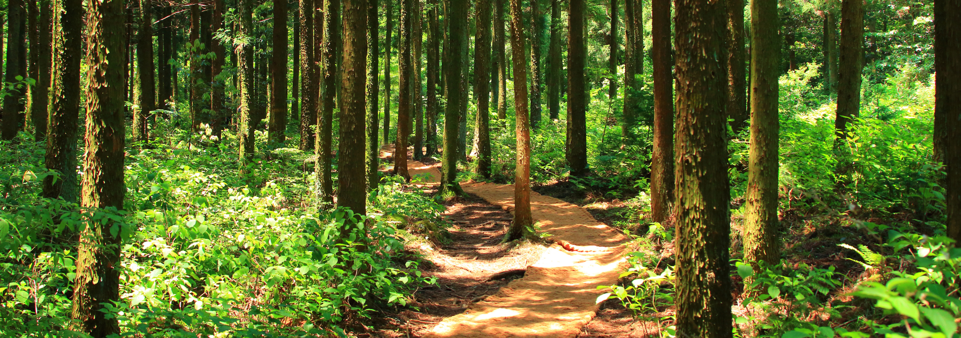 Photo of a trail in the forest